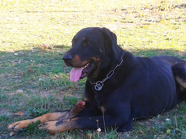 domainedelalicorne.fr Elevage de beauceron chiot beauceron pure race élevage du clos de la licorne elevage des gardiens de la licorne elevage beauceron noir et feu authentique gros gabarits élevage de Beauceron familial sérieux et qualité domainedelalicorne.fr suivi des chiots conseil d’éducation chiot propre bas rouge santé caractère spécialiste du beauceron noir et feu ou arlequin chien rustique berger de France  nos chiots sont élevés avec amour et attention notre passion au service de la qualité Beauceron de qualité et sportif domaine de la licorne 04380 BARRAS élevage en liberté éleveur berger de beauce élevage de beauceron de travail 